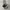 Dickies Cargo / Celana Dickies photo 3