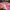 jersey baseball momoiro clover z 2015 Original photo 3