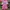 jersey baseball momoiro clover z 2015 Original photo 1