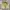 Gramicci Vintage Streetwear Short Pria Multicolor