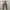 Dickies Chino Pant Buckle Back photo 6