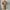 ZARA Casual Casual dress Wanita tan photo 3
