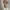 ZARA Casual Casual dress Wanita tan photo 2
