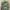 BDU France Army CCE Special Forces Original XL