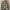 BDU Arktis France Army CCE Original L fit XXL photo 1