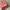 furla bag glitter authentic photo 4
