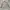 Casual Formal shirt Pria gray photo 6