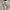 Oakley Vintage Luxury Polo shirt Pria silver gray photo 1