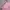 Kate Spade SLH Pink Petal photo 5