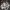 Vans X Wacko Maria Authentic Anaheim Leopard photo 1