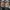 Vans X Wacko Maria Authentic Anaheim Leopard photo 3