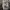 Vans X Wacko Maria Authentic Anaheim Leopard photo 2