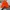Bannie hat Vans orange photo 1