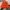 Bannie hat Vans orange photo 2
