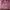 Kerudung Pink glitter pinggiran lasser cut photo 1