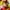 Hysteric Glamour Y2K Wanita yellow photo 5