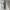 Gung Ho Vintage Casual pants Pria green photo 2