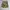 Cargo Pants Camo Tigerstripe  photo 1