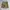 Cargo Pants Camo Tigerstripe 