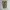 Cargo Pants Camo Tigerstripe  photo 5
