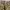 Cargo Pants Camo Tigerstripe  photo 4