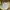 Cargo Pants Camo Tigerstripe  photo 6