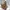 Coach Luxury Minimalist Shoulder bag Wanita tan cream photo 7