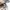 Coach Luxury Minimalist Shoulder bag Wanita tan cream photo 5