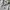 Poloshirt adidas not carhartt stussy patagonia bape stone is photo 3