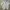 Poloshirt adidas not carhartt stussy patagonia bape stone is photo 1