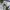 Poloshirt adidas not carhartt stussy patagonia bape stone is photo 5