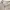 Acne Studios Luxury Minimalist Culotte Wanita white photo 3
