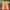 Adidas Streetwear Sportswear Jersey Pria Green Orange