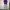 Magenta studio Sweatpants serut ballon fit photo 3