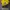 Jersey Dortmund Home 2023 size XL photo 1