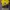 Jersey Dortmund Home 2023 Size XL