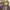 Dickies Boots Marteen Nubuck photo 5