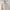Minimalist Casual Windbreaker Wanita white brown photo 4