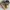 Timberland Boots Roll Top Camo Original photo 3
