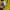 Kolon Sport Gorpcore Minimalist Windbreaker Pria yellow photo 8