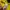 JERSEY BOLA PUMA DORMTUND 2016/2017 REUS photo 5