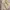 Uniqlo Coquette Minimalist Skirt Wanita cream yellow photo 2