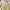 Uniqlo Coquette Minimalist Skirt Wanita cream yellow photo 3