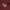 Champion Casual T-shirt Pria burgundy photo 4