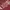 Sportswear T-shirt Wanita burgundy photo 7