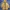 Minimalist Trench coat Pria yellow photo 1