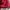 Dunlop Casual Parka Pria burgundy photo 3