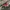 Adidas Casual Casual shoe Pria red photo 1