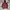 Hoodie Champion Maroon Original photo 1