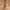 Leather Belt texture photo 1